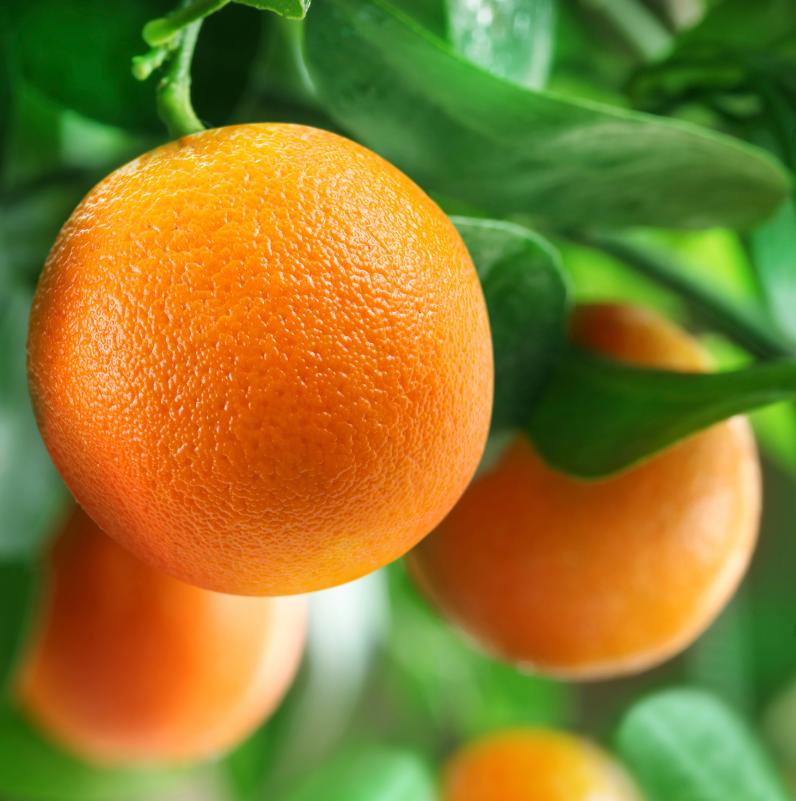 Oranges Close Up