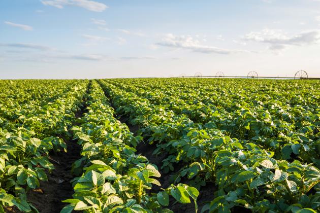 Young Potato Field