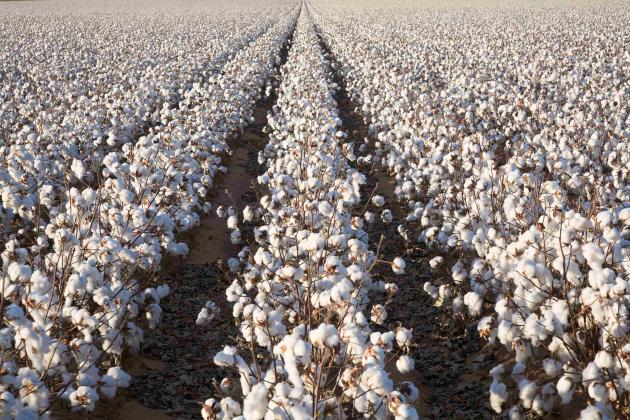 Cotton Rows