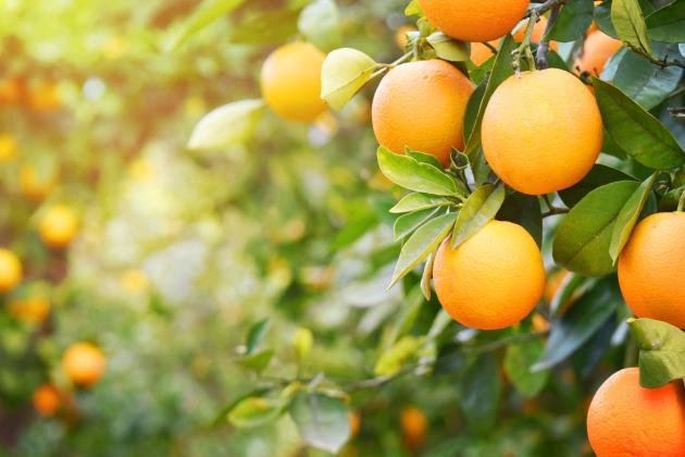 Citrus Trees