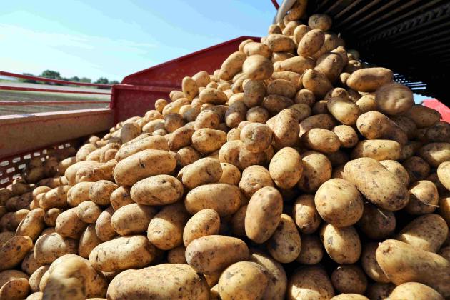 Potato Harvest