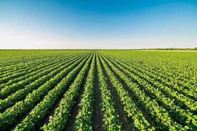 Soybean Rows