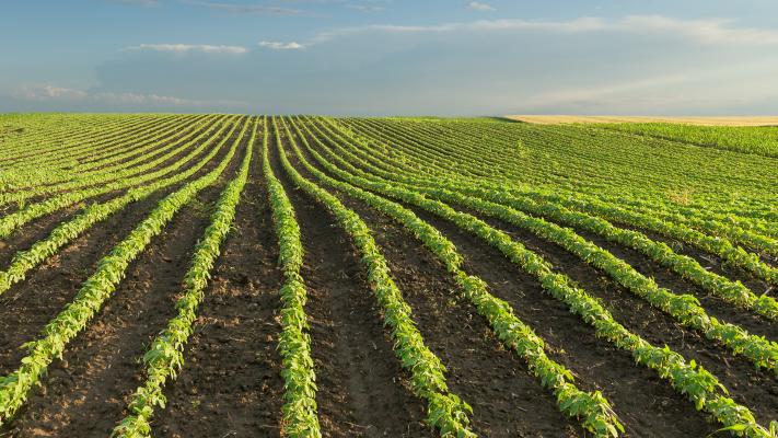 Two Key Nutrients for a Strong Soybean Crop | Crop Vitality