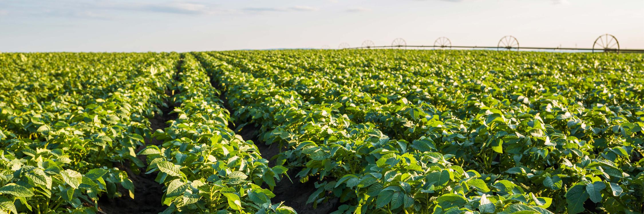 Young Potato Field