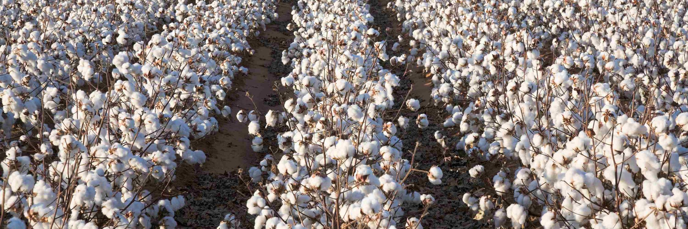 Cotton Rows