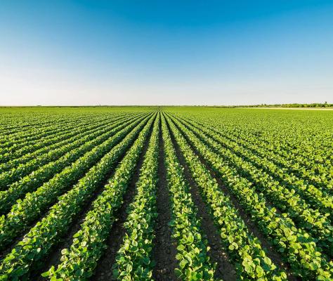 Soybean Rows