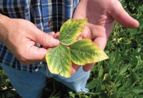 Soybean Leaf Yellowing