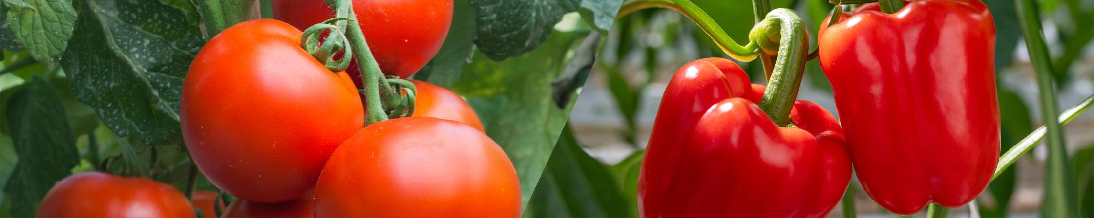Tomatoes and Peppers Header