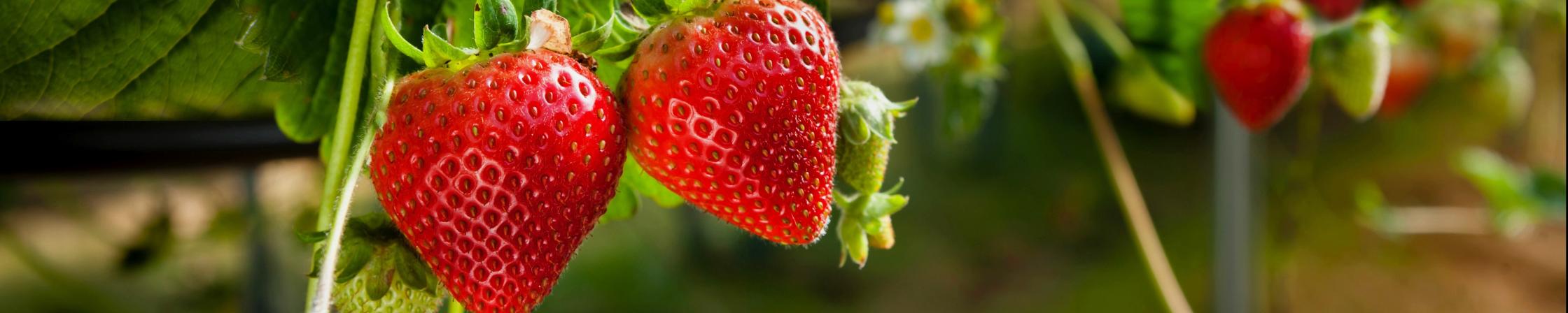 Strawberries