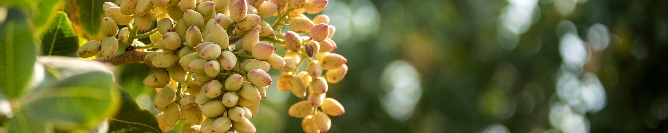 Almond Bunch