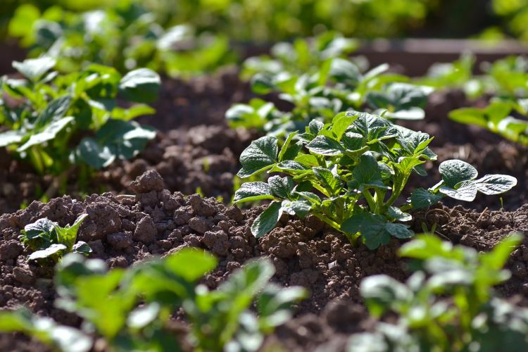 Young Potato Plant